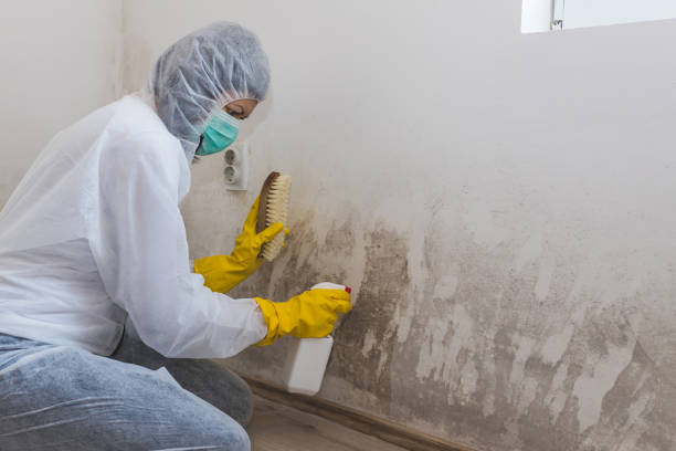 Best Industrial Mold Remediation  in Chatsworth, GA